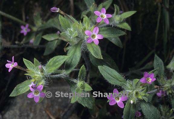 collomia heterophylla 3 graphic